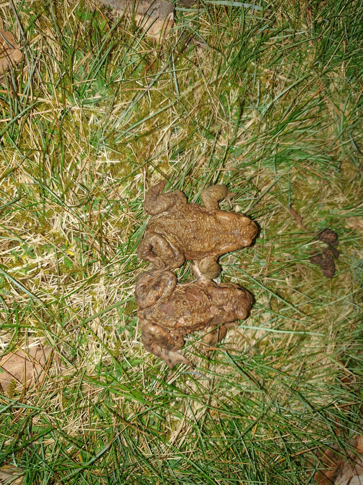 Kroetenzaun1